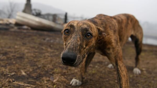 در هنگ کنگ آزمایش کرونای یک سگ مثبت شد - اسپوتنیک افغانستان  
