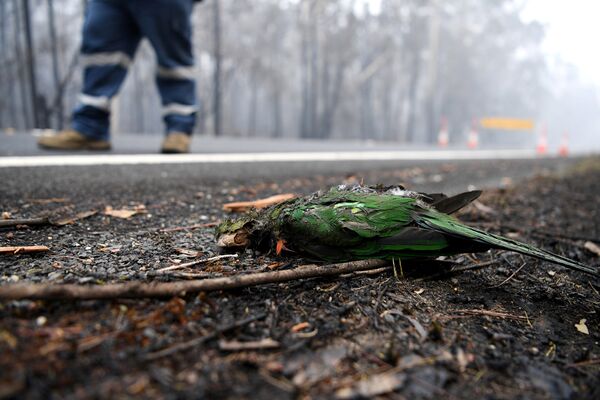 طوطی‌یی که در نتیجه آتش‌سوزی‌های آسترالیا کشته شده است - اسپوتنیک افغانستان  
