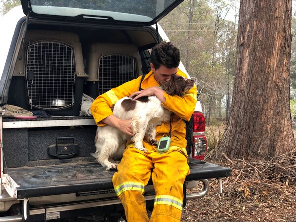 مربی رایان تیت با سگ خود تیلو ، که در یافتن کوالاهای آسیب دیده از آتش سوزی جنگل در استرالیا  - اسپوتنیک افغانستان  