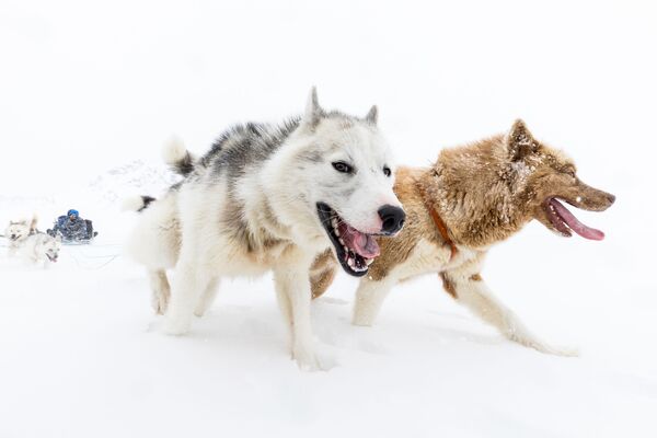 سگ‌های سورتمه، گرینلند شرقی
 - اسپوتنیک افغانستان  