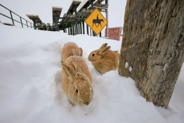 خرگوش‌ها در حال بازی کردن با برف  - اسپوتنیک افغانستان  