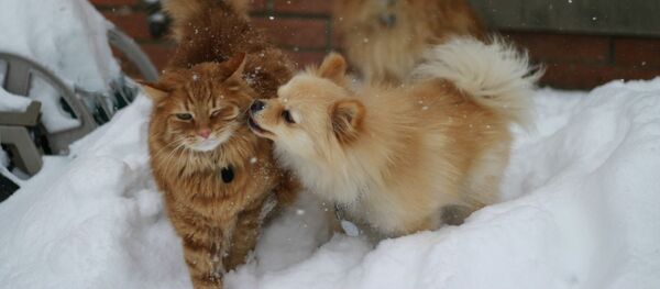 ممنوعیت خوردن سگ و پشک در شهر شنژن چین  - اسپوتنیک افغانستان  