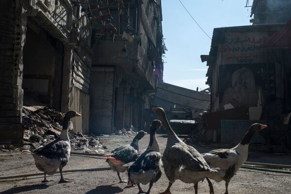 قازها در منطقه ویران شده یرموک در دمشق - اسپوتنیک افغانستان  
