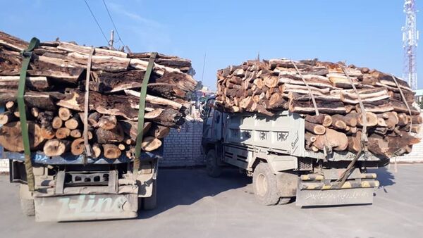 قطع جنگل‌ها در افغانستان ممنوع اعلام شد - اسپوتنیک افغانستان  