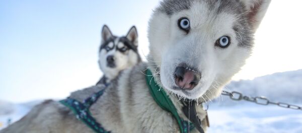 شناسایی بیماران مبتلا به کروناویروس توسط سگ شناسایی بیماران مبتلا به کروناویروس توسط سگ - اسپوتنیک افغانستان