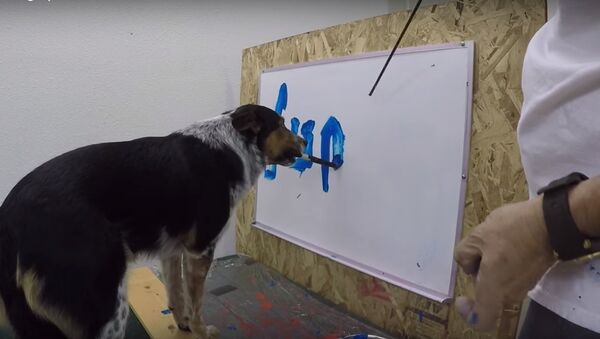 سگ قهرمان انتیرنیت بنام جمپی نوشتن اموخته است - اسپوتنیک افغانستان  