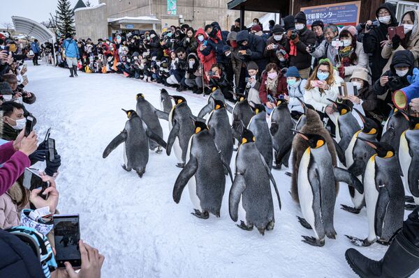 پنگوئن‌های شاهی در باغ وحش جاپان - اسپوتنیک افغانستان  
