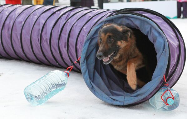 سگ  چوپان آلمانی در فیستوال سگ من یک ابرقهرمان است - اسپوتنیک افغانستان  