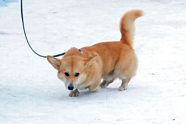 فیستوال سگ من یک ابرقهرمان است در پارک کراسنوپرسنسکی مسکو  - اسپوتنیک افغانستان  