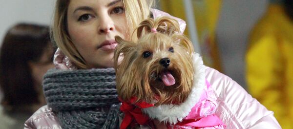 سگ خانم مالک خود را از مرگ نجات داد سگ خانم مالک خود را از مرگ نجات داد - اسپوتنیک افغانستان