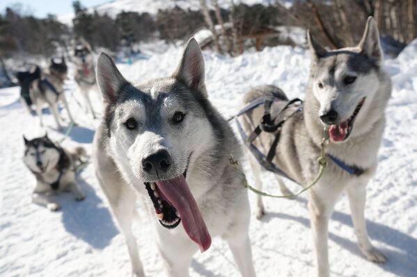سگ های هاسکی برای سورتمه سواری در کوه های قفقاز - اسپوتنیک افغانستان  