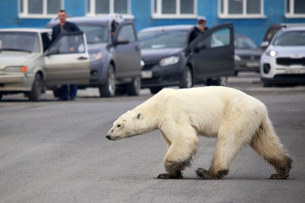 گرامیداشت روز جهانی خرس‌های  قطبی - اسپوتنیک افغانستان  