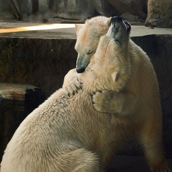 گرامیداشت روز جهانی خرس‌های  قطبی - اسپوتنیک افغانستان  