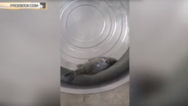 ماهی منجمد در فروشگاهی زنده شد - اسپوتنیک افغانستان  
