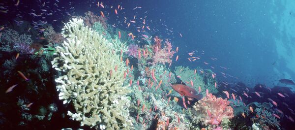 دانشمندان از ناپدیدن شدن فاجعه بار محیط زیست خبر دادند - اسپوتنیک افغانستان  