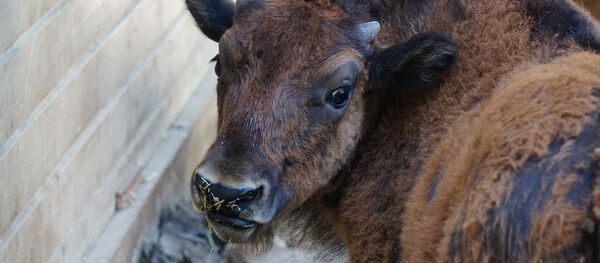 Indian Ascetic Set to Host 'Cow Urine Party' to Fight China’s Coronavirus Ordeal - اسپوتنیک افغانستان  