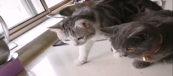 ترس پشک ها از ماهی  ترس پشک ها از ماهی  - اسپوتنیک افغانستان