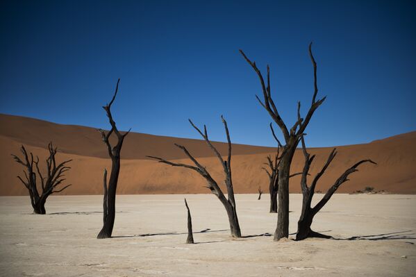 جنگل Dedvley در نامیبیا - اسپوتنیک افغانستان  