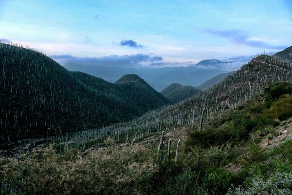 جنگل کاکتوس در مکزیک - اسپوتنیک افغانستان  