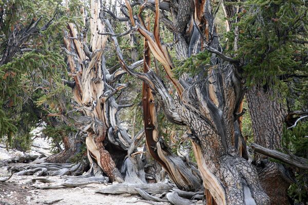 قدیمی ترین جنگل کالیفرنیا - اسپوتنیک افغانستان  