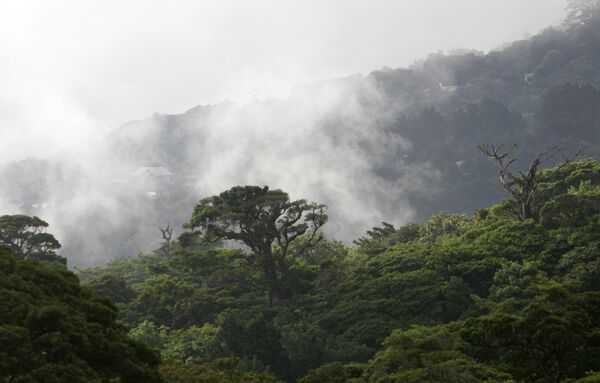 جنگل حفاظت شده  monteverde cloud forest در کاستاریکا - اسپوتنیک افغانستان  