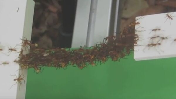 پل زنده  از بدن مورچه - اسپوتنیک افغانستان  