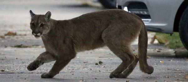 شیر کوهی در خیابان سانتیاگو در شیلی
 - اسپوتنیک افغانستان  