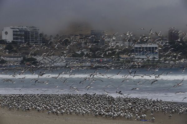 صدها پرنده در ساحلAgua Dulce در لیما پرو - اسپوتنیک افغانستان  