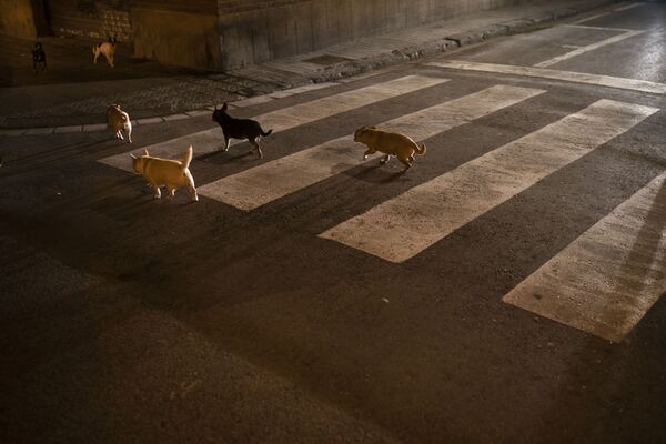 سگها در خیابان بارسلون - اسپوتنیک افغانستان  