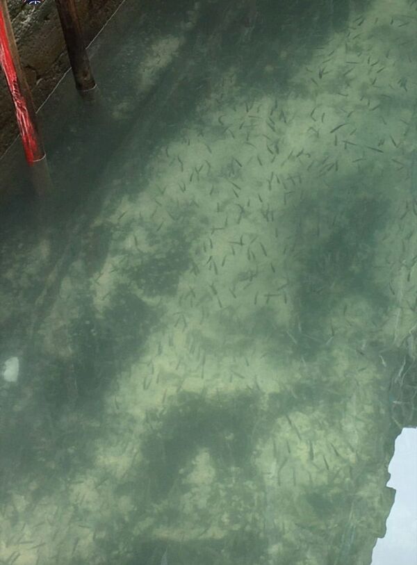 ماهی ها در آب های پاکیزه ونیز - اسپوتنیک افغانستان  
