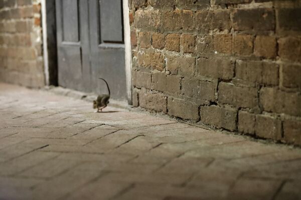 موش در خیابان های خالی نئو اورلئان - اسپوتنیک افغانستان  