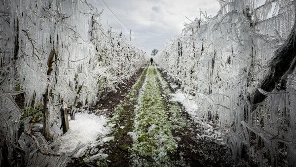 فریز کردن برای محافظت؛ چگونه درختان سیب در اسلواکیا در برابر سرما محافظت می‌شوند - اسپوتنیک افغانستان  