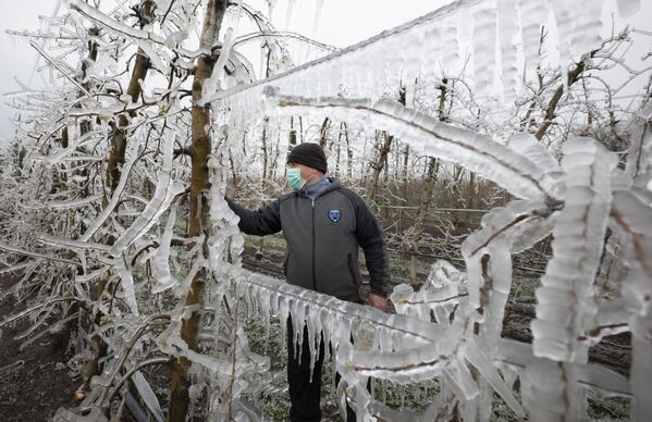 درختان سیب پنهان زیر پوشش یخ مصنوعی در اسلواکیا
 - اسپوتنیک افغانستان  