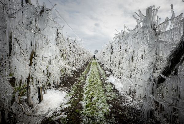 درختان سیب پنهان زیر پوشش یخ مصنوعی در اسلواکیا
 - اسپوتنیک افغانستان  