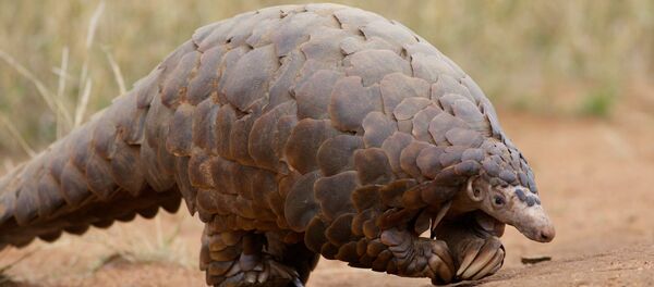 Pangolin Pangolin - اسپوتنیک افغانستان
