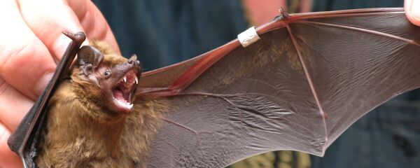  یک مقام چین: تصاویر فروش خفاش مربوط به چین نیست  - اسپوتنیک افغانستان  