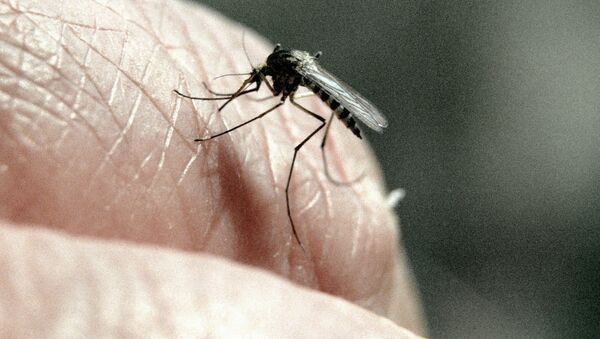 آیا پشه‌ها و مگس‌ها ناقلین کرونا ویروس بوده می‌توانند؟ - اسپوتنیک افغانستان  