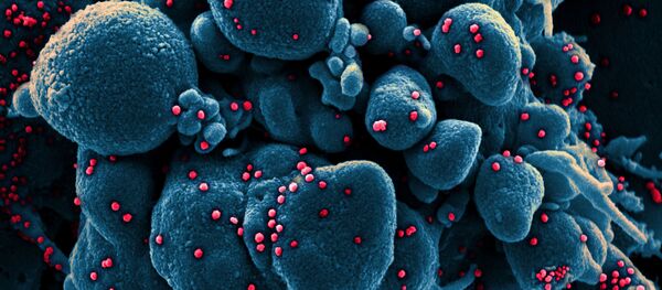 پژوهشگری که روی منشا ویروس کرونا کار میکرد، به قتل رسید  پژوهشگری که روی منشا ویروس کرونا کار میکرد، به قتل رسید  - اسپوتنیک افغانستان