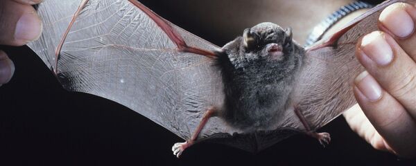  فاش شدن نقش چین روی مطالعه خفاش ها در زمینه کرونا   - اسپوتنیک افغانستان  