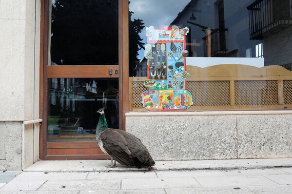 همسایگان جدید در دوران کرونایی/ طاووس منتظر باز شدن کافه، اسپانیا. - اسپوتنیک افغانستان  