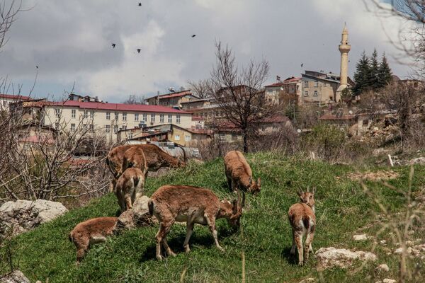 همسایگان جدید در دوران کرونایی/ بزهای کوهی در ترکیه. - اسپوتنیک افغانستان  