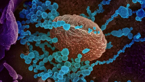 سرچشمه تازه ای پیدایش ویروس کرونا  - اسپوتنیک افغانستان  