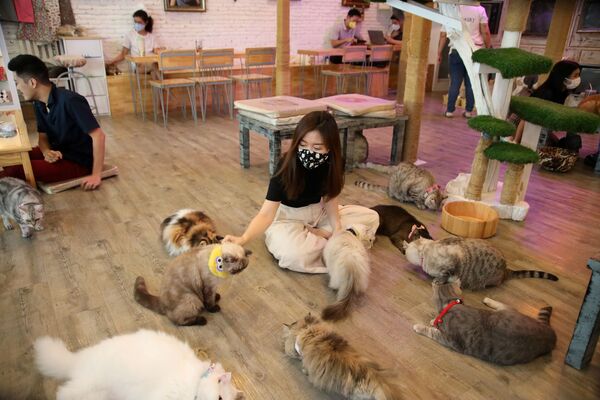 بازدید کنندگان از کافه گربه در بانکوک، تایلند - اسپوتنیک افغانستان  