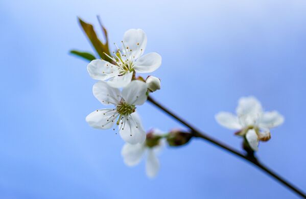 شکوفه های گیلاس
 - اسپوتنیک افغانستان  