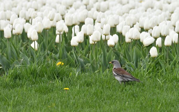 پرنده ای در کنار گل های لاله در مسکو
 - اسپوتنیک افغانستان  