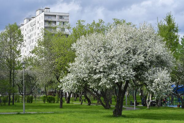 شکوفه های درختان در شهر مسکو
 - اسپوتنیک افغانستان  