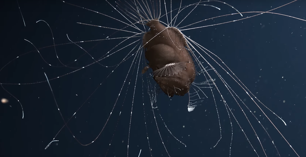 یکی از موجودات عجیبی که در عمق اقیانوس زندگی می کند - اسپوتنیک افغانستان  
