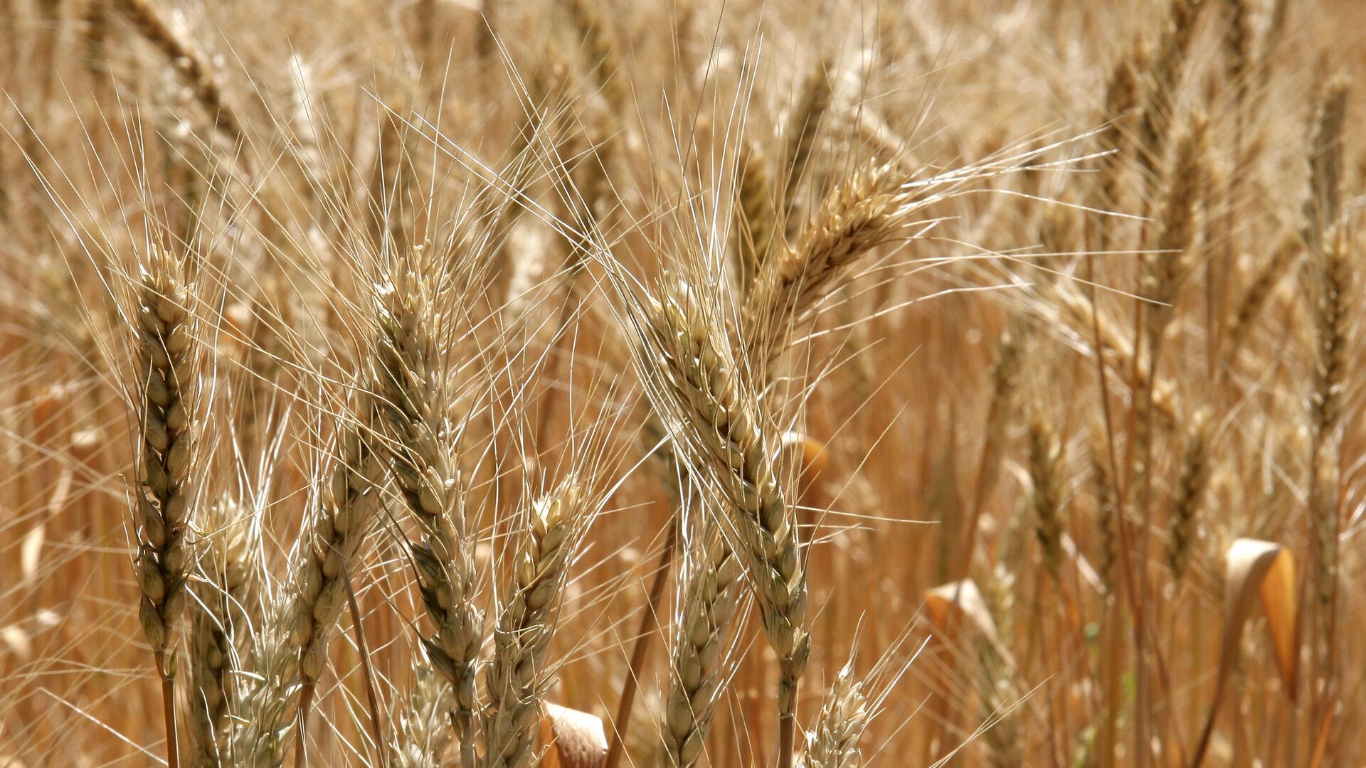 A wheat field in Russia - اسپوتنیک افغانستان  , 1920, 12.01.2022
