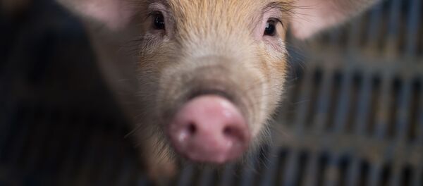 کشف یک نوع انفلوآنزای خوکی خطرناک در چین کشف یک نوع انفلوآنزای خوکی خطرناک در چین - اسپوتنیک افغانستان