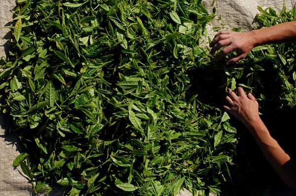 Чайные листы. Архивное фото. - اسپوتنیک افغانستان  